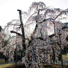Japan-kirschbluete-fruehling  _7_.jpg