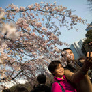 Japan-kirschbluete-fruehling  _8_.jpg