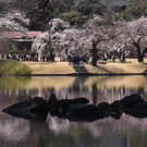 Japan-kirschbluete-fruehling  _9_.jpg