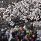 Japan-kirschbluete-fruehling  _10_.jpg
