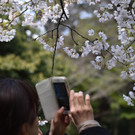 Japan-kirschbluete-fruehling  _11_.jpg