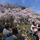 Japan-kirschbluete-fruehling  _13_.jpg
