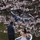 Japan-kirschbluete-fruehling  _14_.jpg