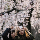 Japan-kirschbluete-fruehling  _15_.jpg