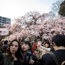 Japan-kirschbluete-fruehling  _16_.jpg