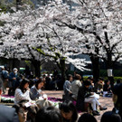 Japan-kirschbluete-fruehling  _17_.jpg