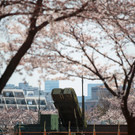 Japan-kirschbluete-fruehling  _18_.jpg