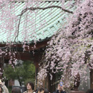 Japan-kirschbluete-fruehling  _19_.jpg