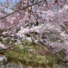 Japan-kirschbluete-fruehling  _20_.jpg