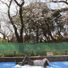 Japan-kirschbluete-fruehling  _21_.jpg