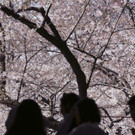 Japan-kirschbluete-fruehling  _22_.jpg