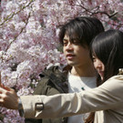 Japan-kirschbluete-fruehling  _23_.jpg