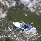 Japan-kirschbluete-fruehling  _24_.jpg