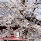 Japan-kirschbluete-fruehling  _25_.jpg