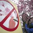 Japan-kirschbluete-fruehling  _26_.jpg
