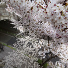 Japan-kirschbluete-fruehling  _27_.jpg