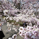 Japan-kirschbluete-fruehling  _28_.jpg