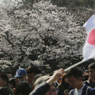Japan-kirschbluete-fruehling  _29_.jpg