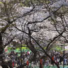 Japan-kirschbluete-fruehling  _30_.jpg