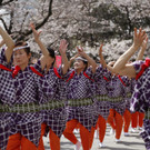 Japan-kirschbluete-fruehling  _31_.jpg