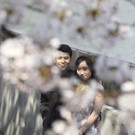 Japan-kirschbluete-fruehling  _32_.jpg