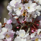 Japan-kirschbluete-fruehling  _33_.jpg