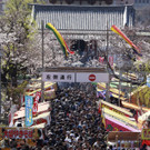 Japan-kirschbluete-fruehling  _34_.jpg