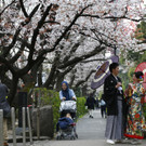 Japan-kirschbluete-fruehling  _35_.jpg