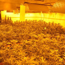 Hochprofessionelle Cannabis-Grow-Anlage in Meidling