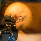 Wildstyle und Tatoo Messe  _60 von 61_.jpg
