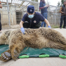 Zootiere in Mossul gerettet