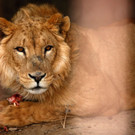 AFP_N23LU.jpg