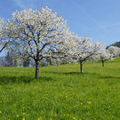 Kirschblüte Fraxern 2017