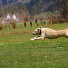 Osterhunderennen in Hörbranz