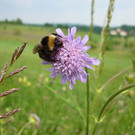 Wildbiene n.jpg