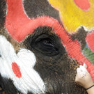 Thailand_New_Year_95812.jpg