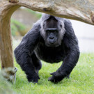 Eine alte Gorilladame feiert Geburtstag