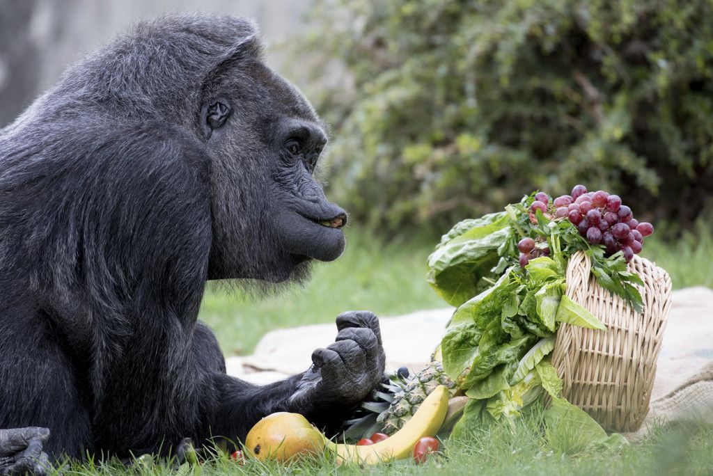 Germany_Zoo_71443.jpg