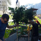 170408 Palmen binden _21a_.jpg