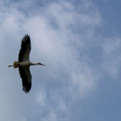 storch1.jpg