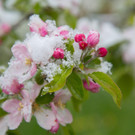 Schneefeature Blumen13.jpg