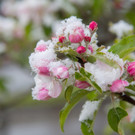 Schneefeature Blumen15.jpg