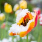 Schneefeature Blumen10.jpg