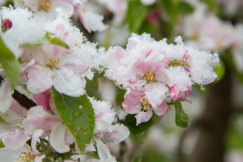 Schneefeature Blumen14.jpg