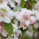 Schneefeature Blumen14.jpg