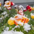 Schneefeature Blumen08.jpg