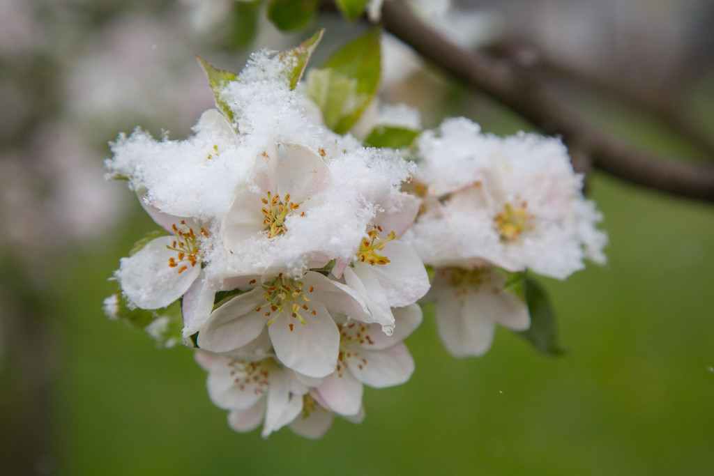 Schneefeature Blumen11.jpg