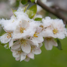 Schneefeature Blumen11.jpg