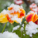 Schneefeature Blumen07.jpg