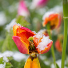 Schneefeature Blumen06.jpg